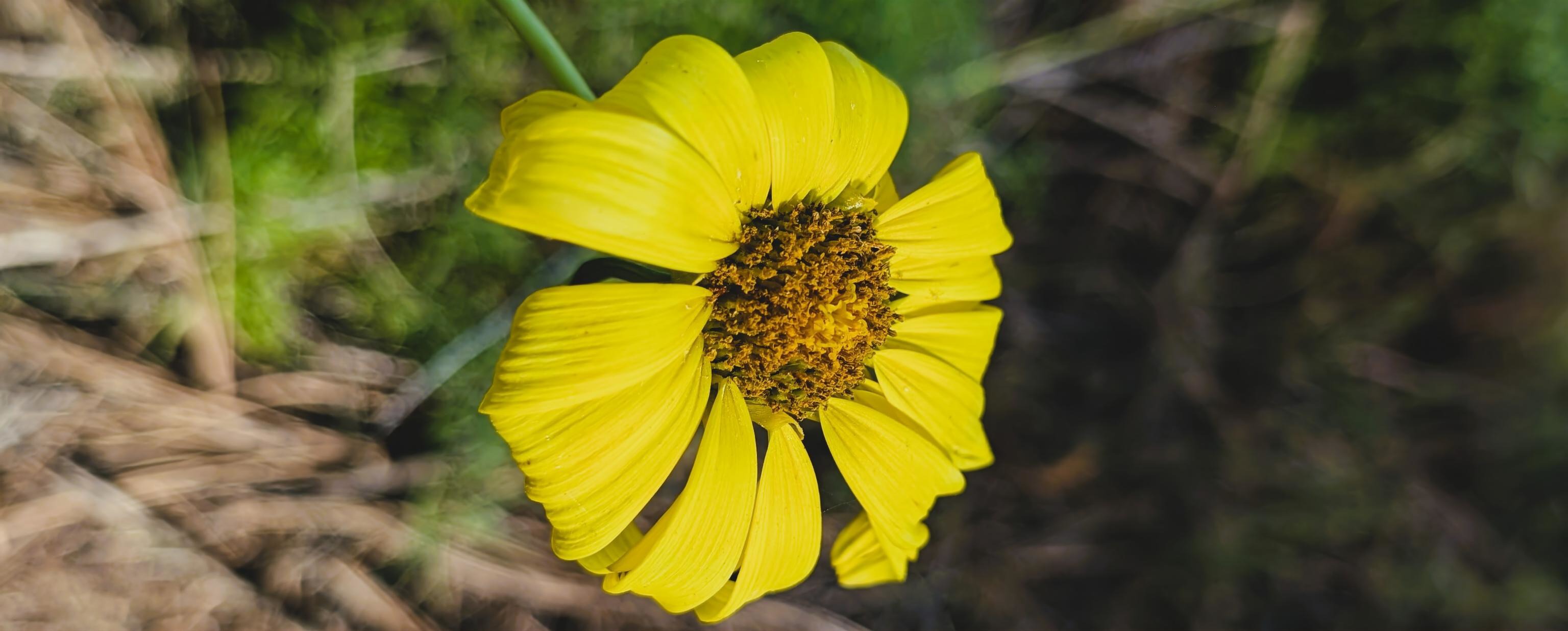 Sunflower at Torrey Pines, San Diego.