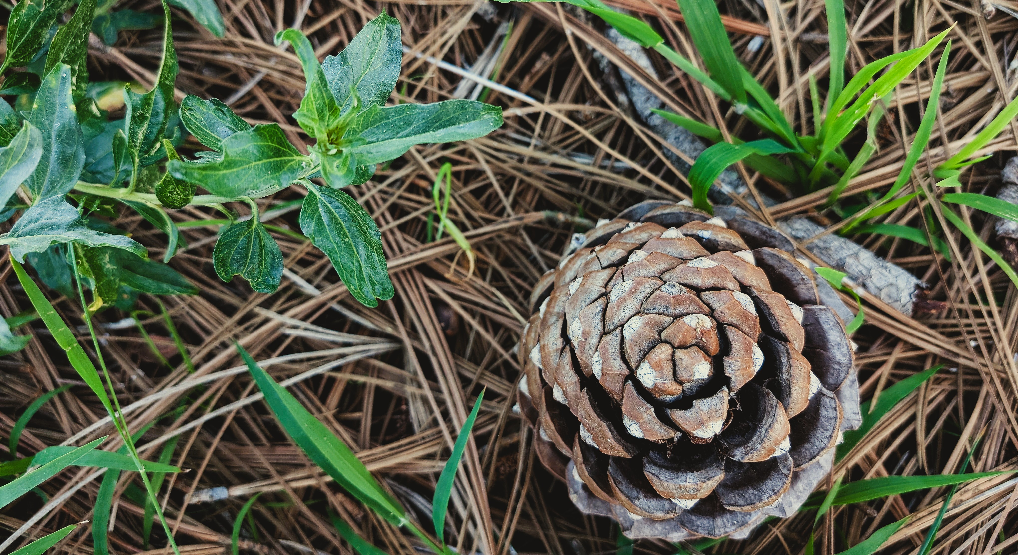 Pine cone at Torrey Pines.
