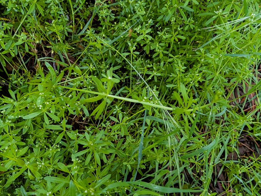Cleavers — Galium aparine growing on a mountainside.