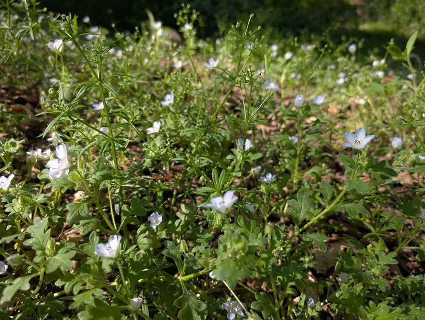 Close-up of cleavers flowering whorls and stem.