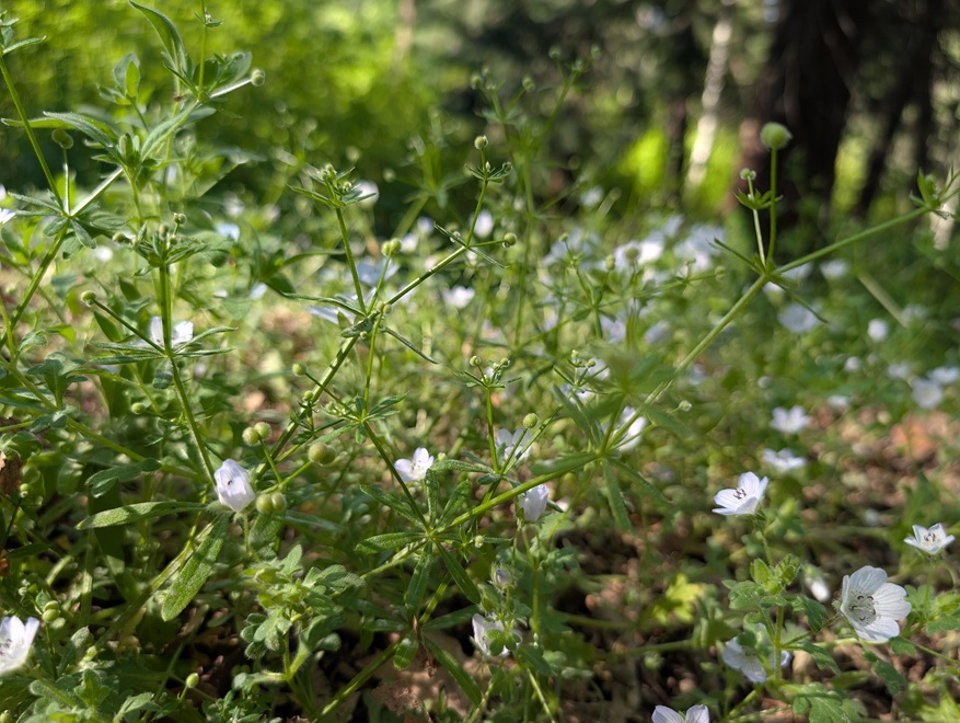Close-up of flowering cleavers.