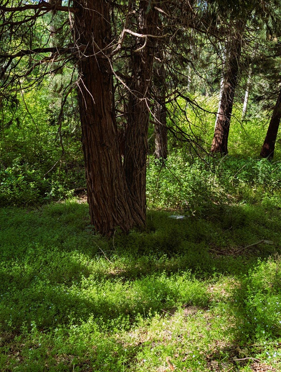 A forest carpet of cleavers.