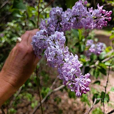 Lilac blooming