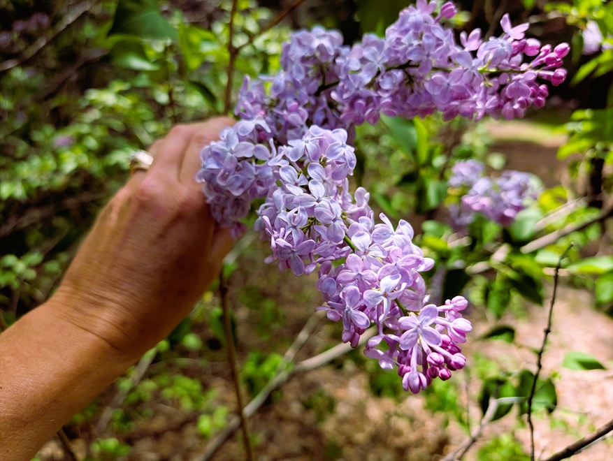 Lilac blooming.
