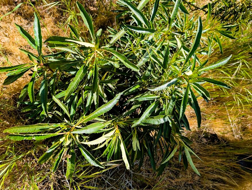 A close-up view of a yerba santa bush.