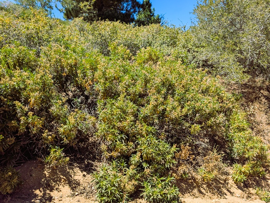 A Yerba Santa bush in flower.