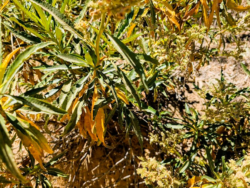 Yellowing leaves on a Yerba Santa bush.