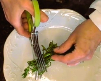 Cutting fresh cleavers with herb scissors to make cleaver tea.