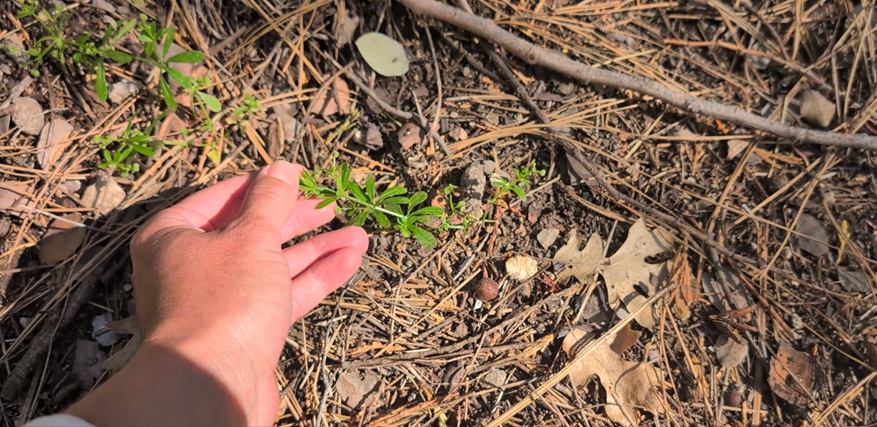 Foraging wild cleavers to make cleaver tea.
