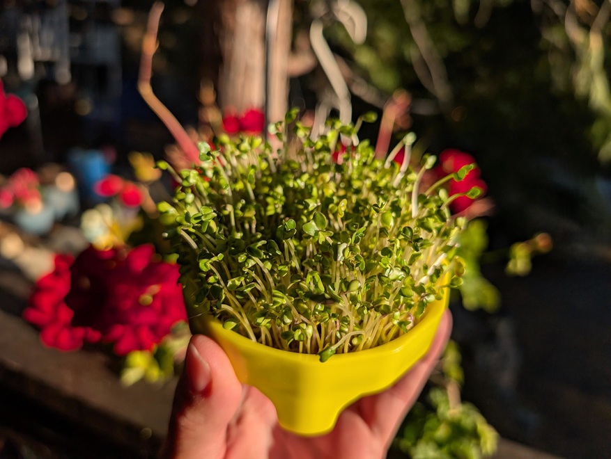 Organic broccoli sprouts growing in a sprouting lid.